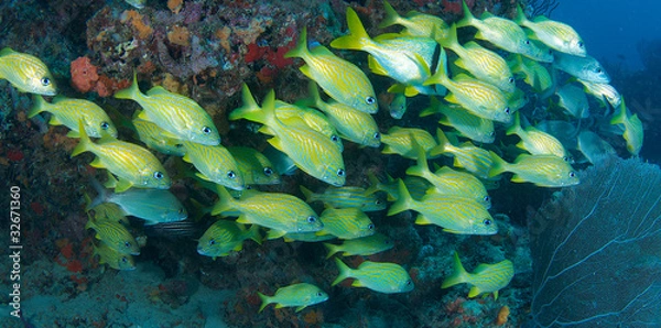 Obraz Mostly French Grunts using reef ledge for cover.