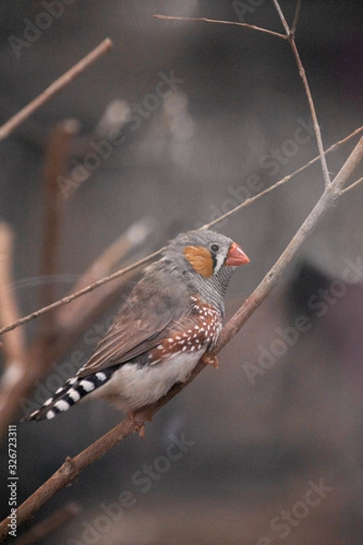 Obraz bird on branch