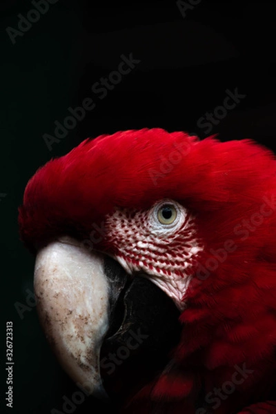 Obraz portrait of a parrot