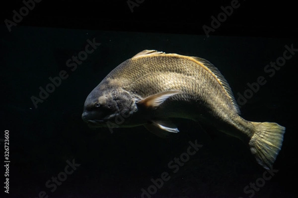 Fototapeta Swiming fish