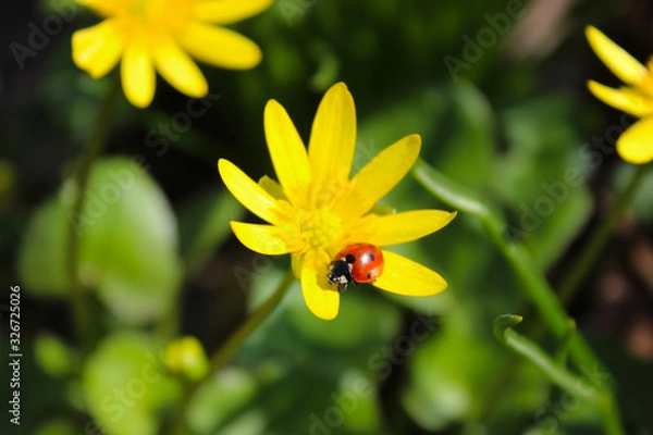Fototapeta Close-up of a spring yellow flower on a green background with an insect ladybug