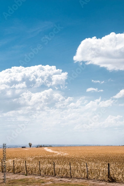 Obraz field and blue sky