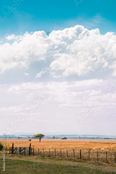 Obraz landscape with wheat field and blue sky