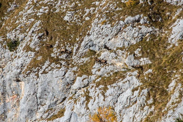 Fototapeta Chamois herd on a mountain cliffs