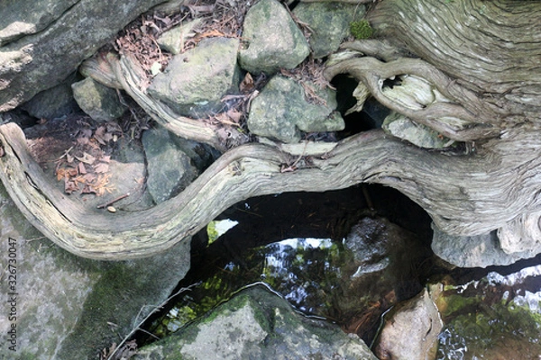 Fototapeta lizard shape branch