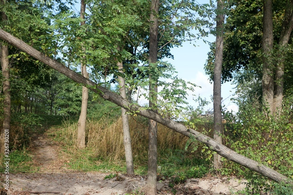 Fototapeta Fallen tree in forest