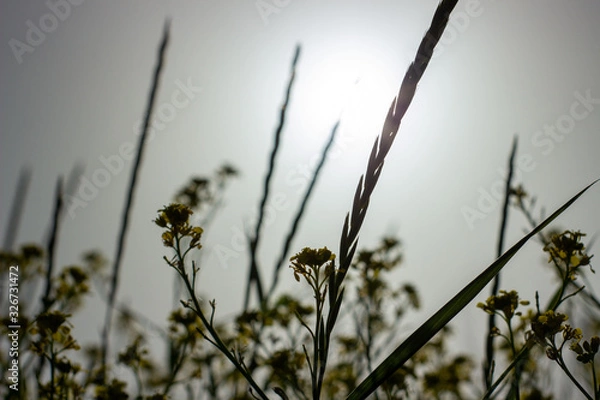 Fototapeta plants on the field in backlight against the background of the sun