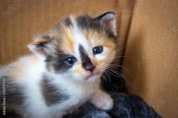 Fototapeta Close-up of a tricolor cute kitten. black-red-white that sits in a box