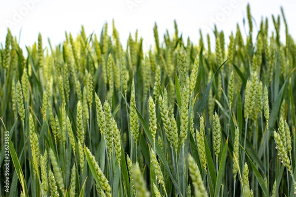 Fototapeta the average plan of a wheat field, young shoots of wheat and cereals, a wheat field