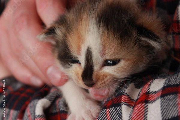Fototapeta Close-up of a tricolor cute kitten. black-red-white, which sits on the hands and meows