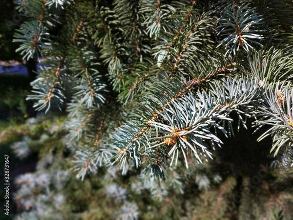 Fototapeta close-up of twigs of a Christmas tree on which there are green needles