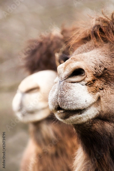Fototapeta two camel noses close up view