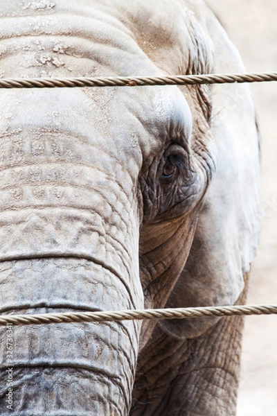 Fototapeta Elephant close up view looking in the camera