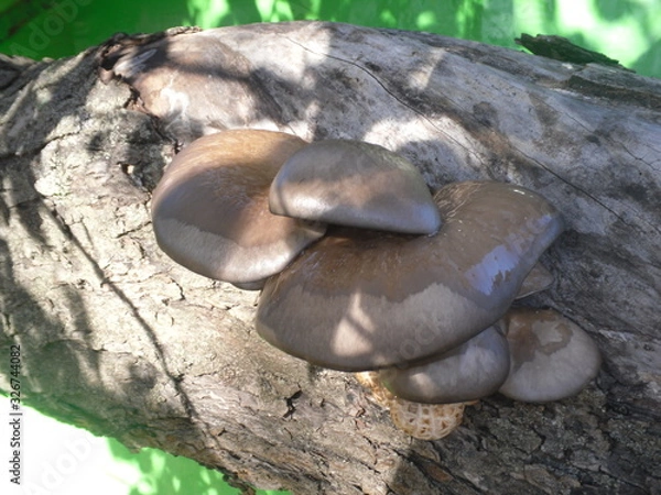 Fototapeta Oyster mushroom on a tree