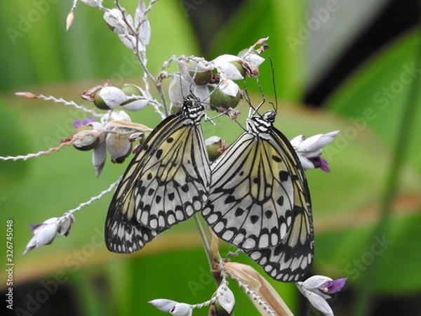 Obraz KELEBEKLERİN AŞKI