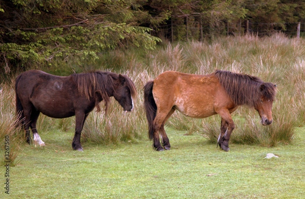 Obraz moorland ponies