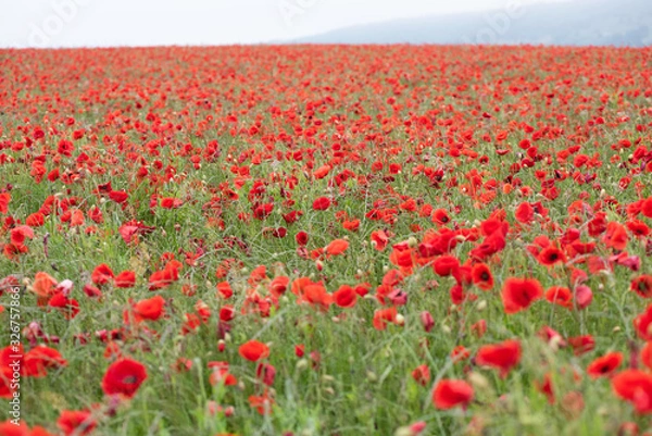 Obraz Poppy Fields
