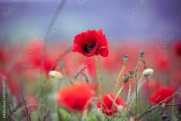 Obraz Poppy Fields