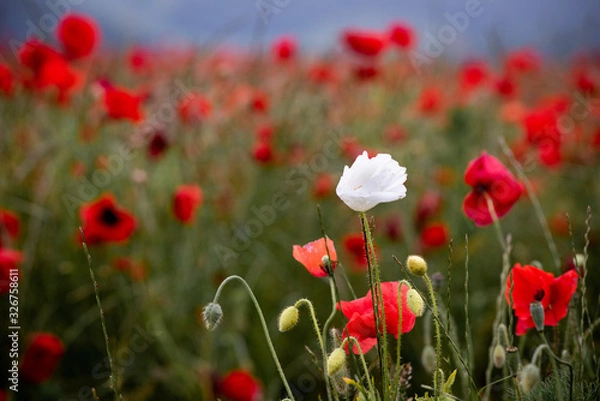 Obraz Poppy Fields