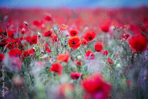 Obraz Poppy Fields