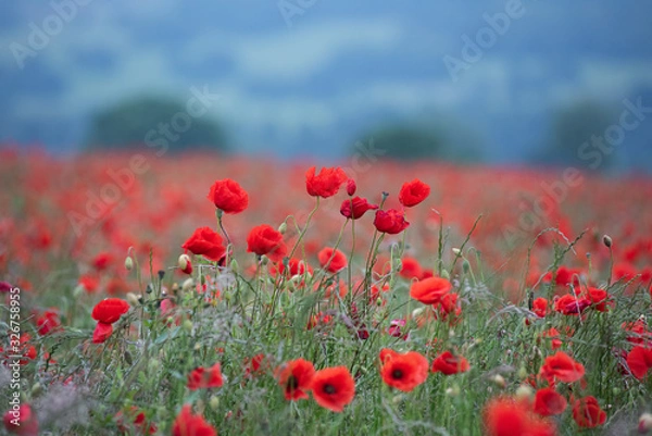 Obraz Poppy Fields