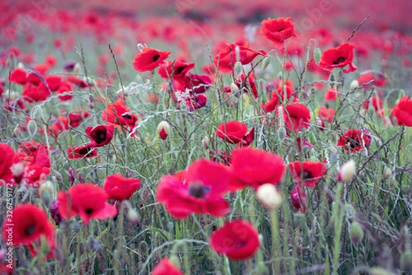 Obraz Poppy Field