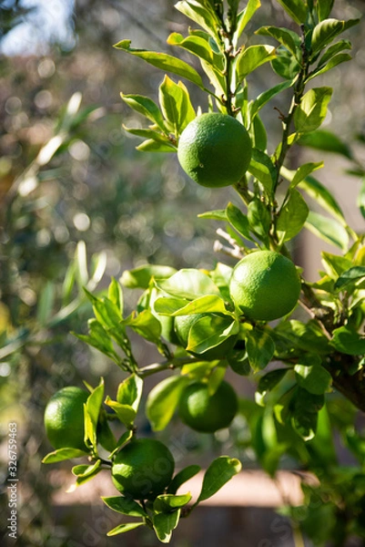 Obraz Lime Tree