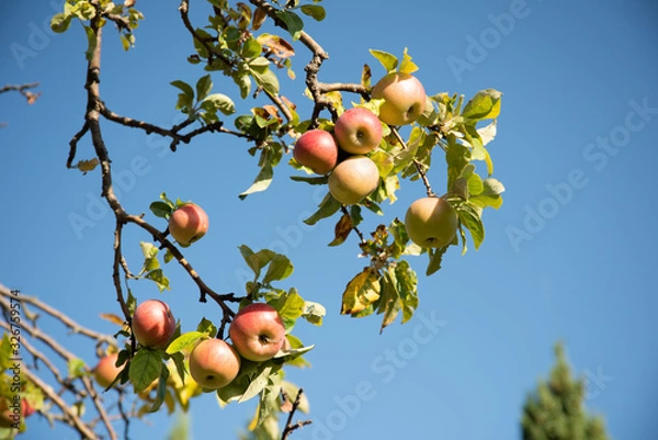 Obraz Apple Tree