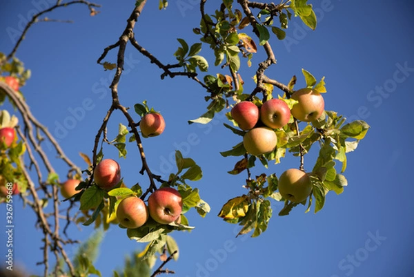Obraz Apple Tree