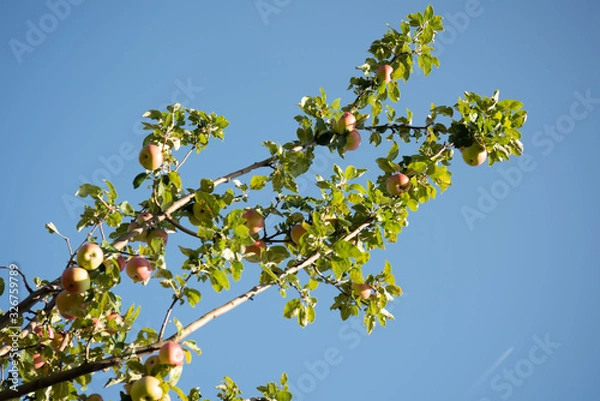 Obraz Apple Tree