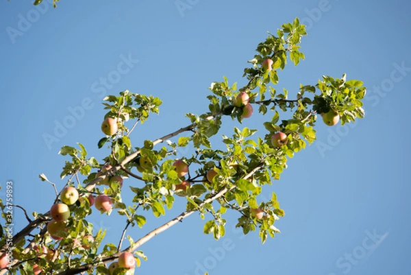 Obraz Apple Tree