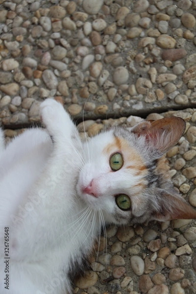 Obraz junge drefiarbige Katze sitzt vorm Haus