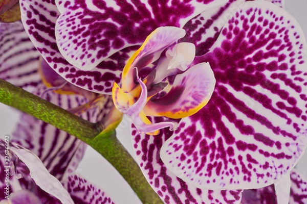 Obraz Close-up of an orchid in mauve, yellow and green tones