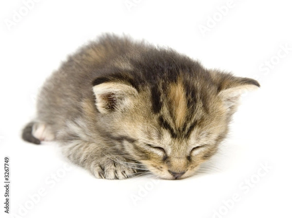 Fototapeta kitty taking a cat nap on white background