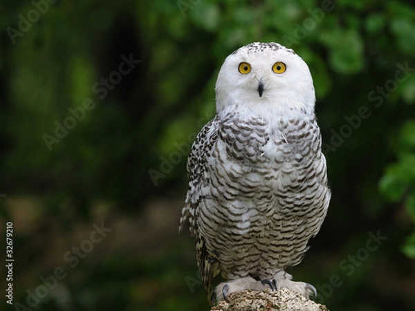 Obraz Schneeeule