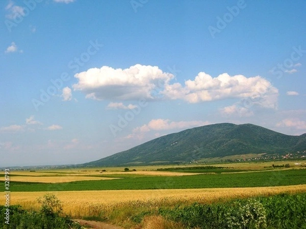 Fototapeta sunflower and wheat