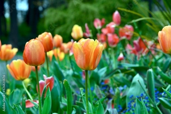 Obraz red and yellow tulips