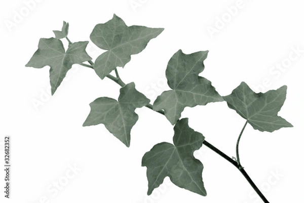 Fototapeta ivy