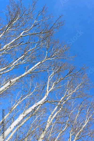 Fototapeta White naked brunches of trees against blue sky. The trees are neatly ordered. Sunny day at the early spring. Shot from below