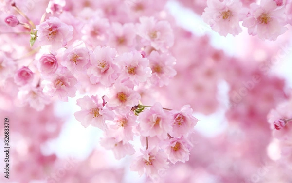 Fototapeta 喜多方　日中線　ベニシダレザクラ