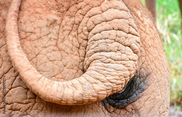 Obraz elephant's butt