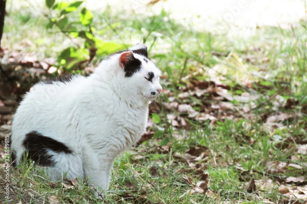 Obraz うたた寝する猫