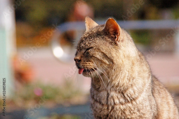 Obraz 舌を出して寝る猫
