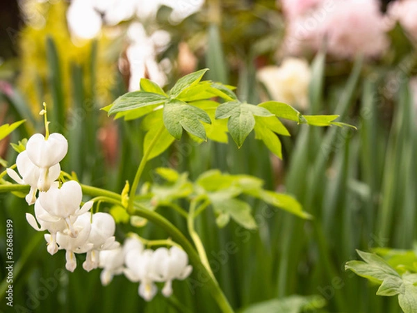 Fototapeta ハート型の可愛い形をした白いケマンソウ。