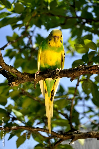 Obraz budgie in a tree