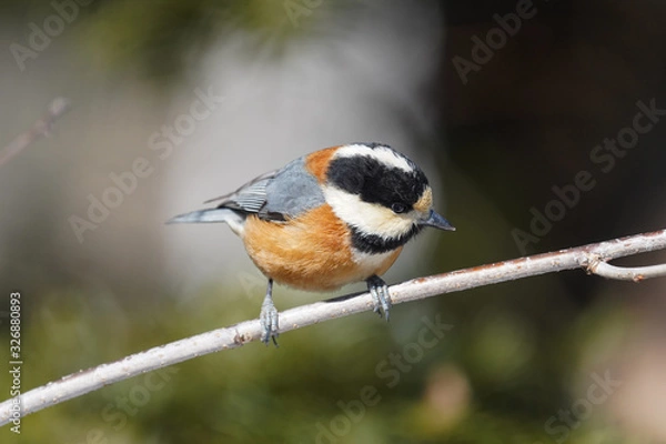 Fototapeta ヤマガラ