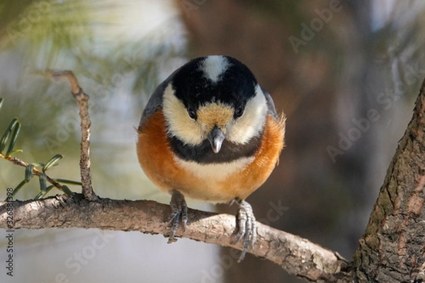 Fototapeta ヤマガラ