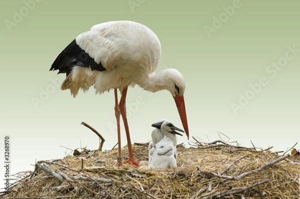 Obraz storch und storchenjunge beim füttern