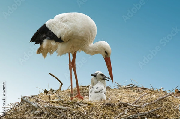 Obraz storch und storchenjunge beim füttern