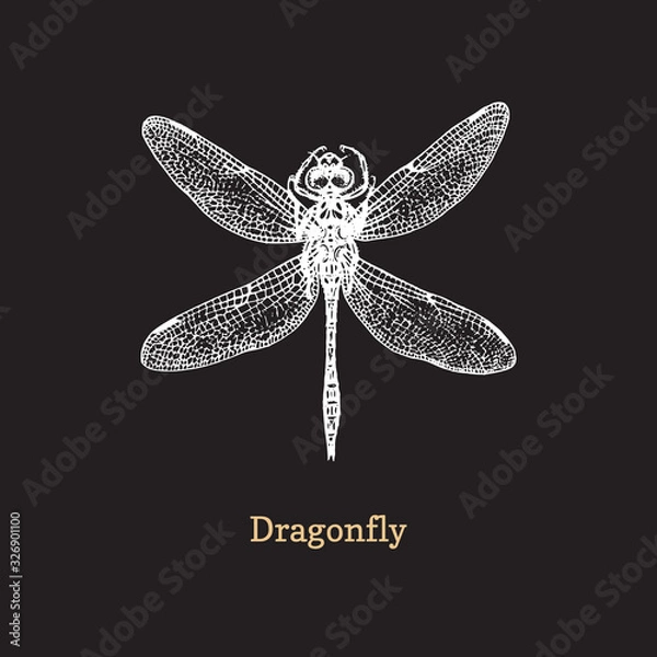 Obraz Dragonfly vector illustration on black background. Hand drawn sketch of insect in vintage style.